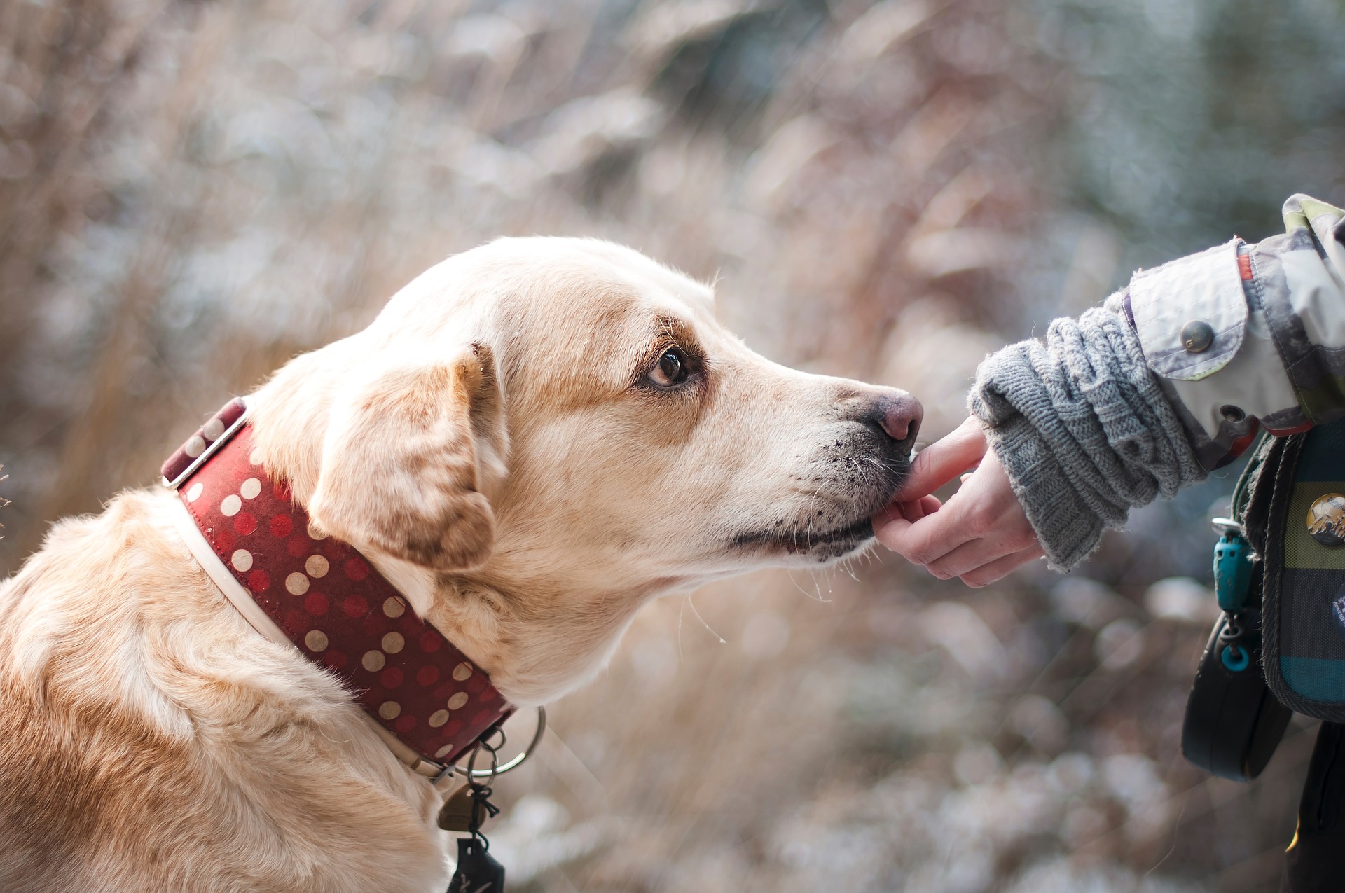 Hundeerziehung & Hundetraining - Tipps für Anfänger