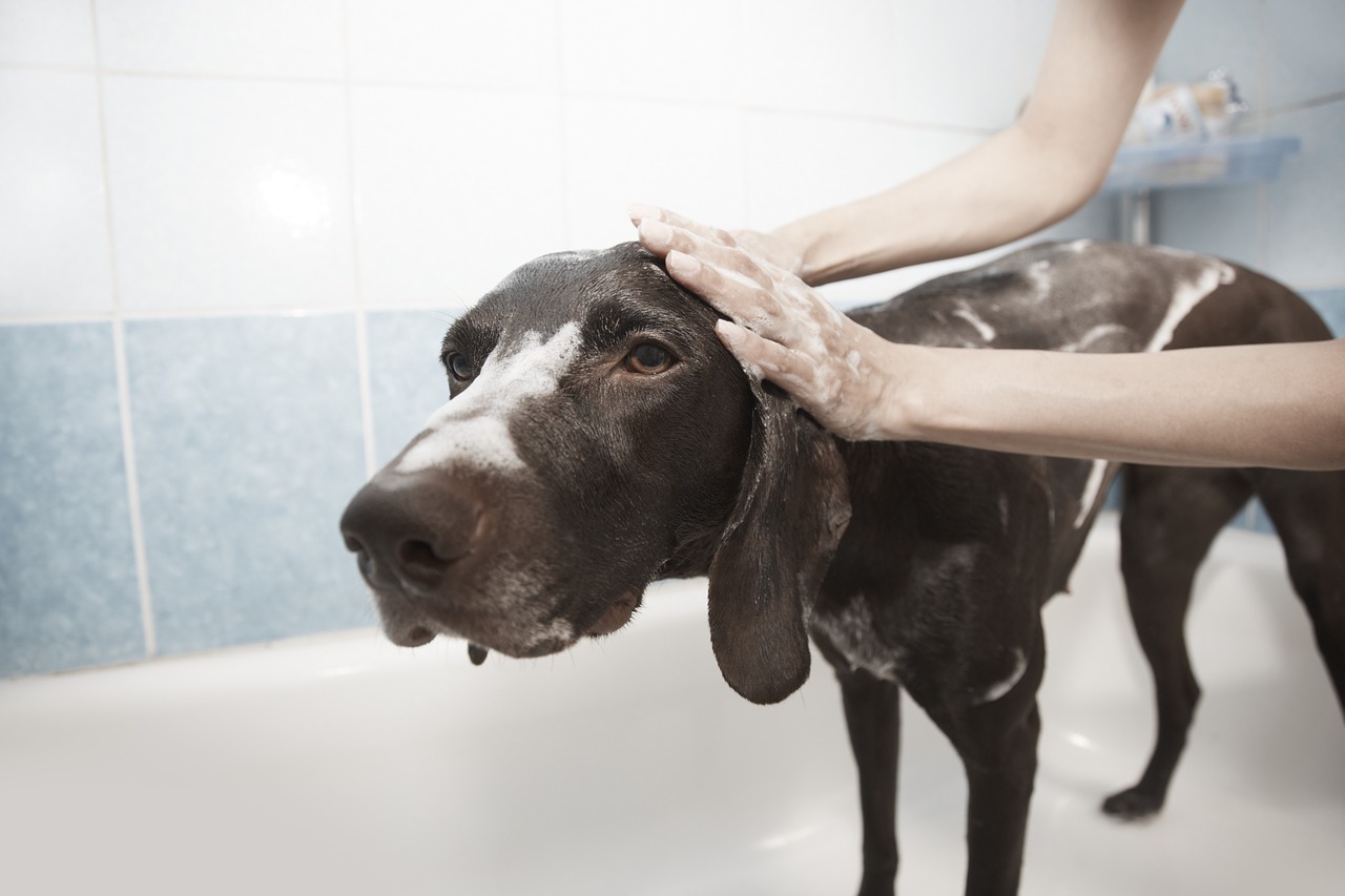 Hundepflege: 7 Tipps für die gründliche Säuberung